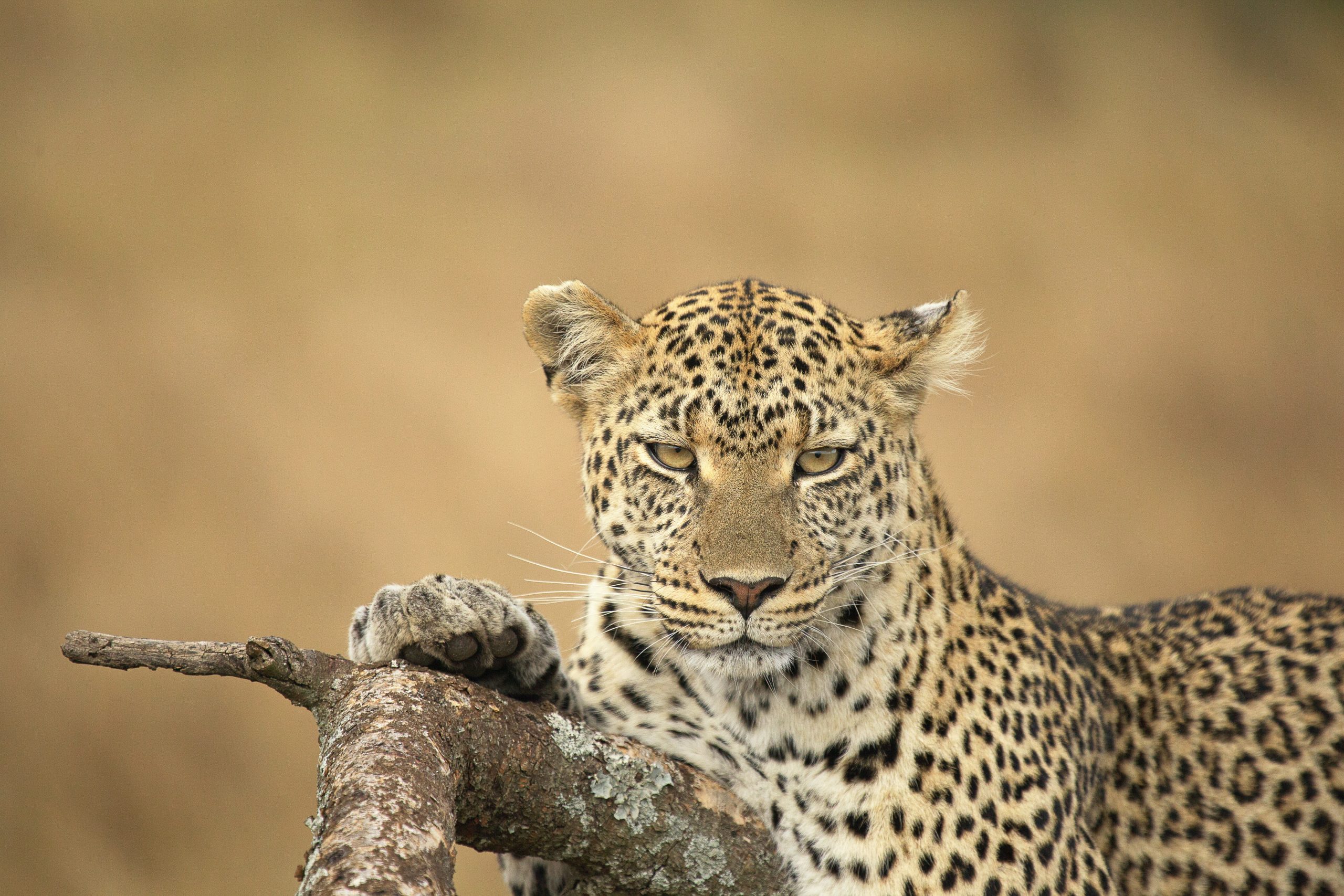 Leyu_Tours_leopard_chilled