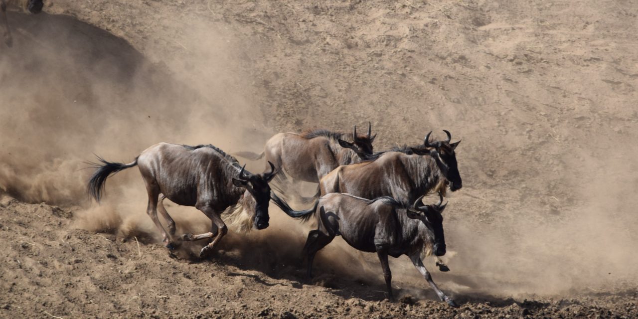 Capture the Thrill of Tanzania’s Wildebeest Migration