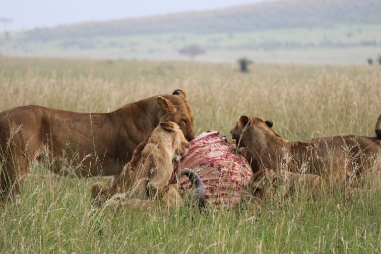 http://leyutours.com/wp-content/uploads/2023/04/Leyu_Tours_migration_safari_lion_eating_with_cubs-768x512.jpg