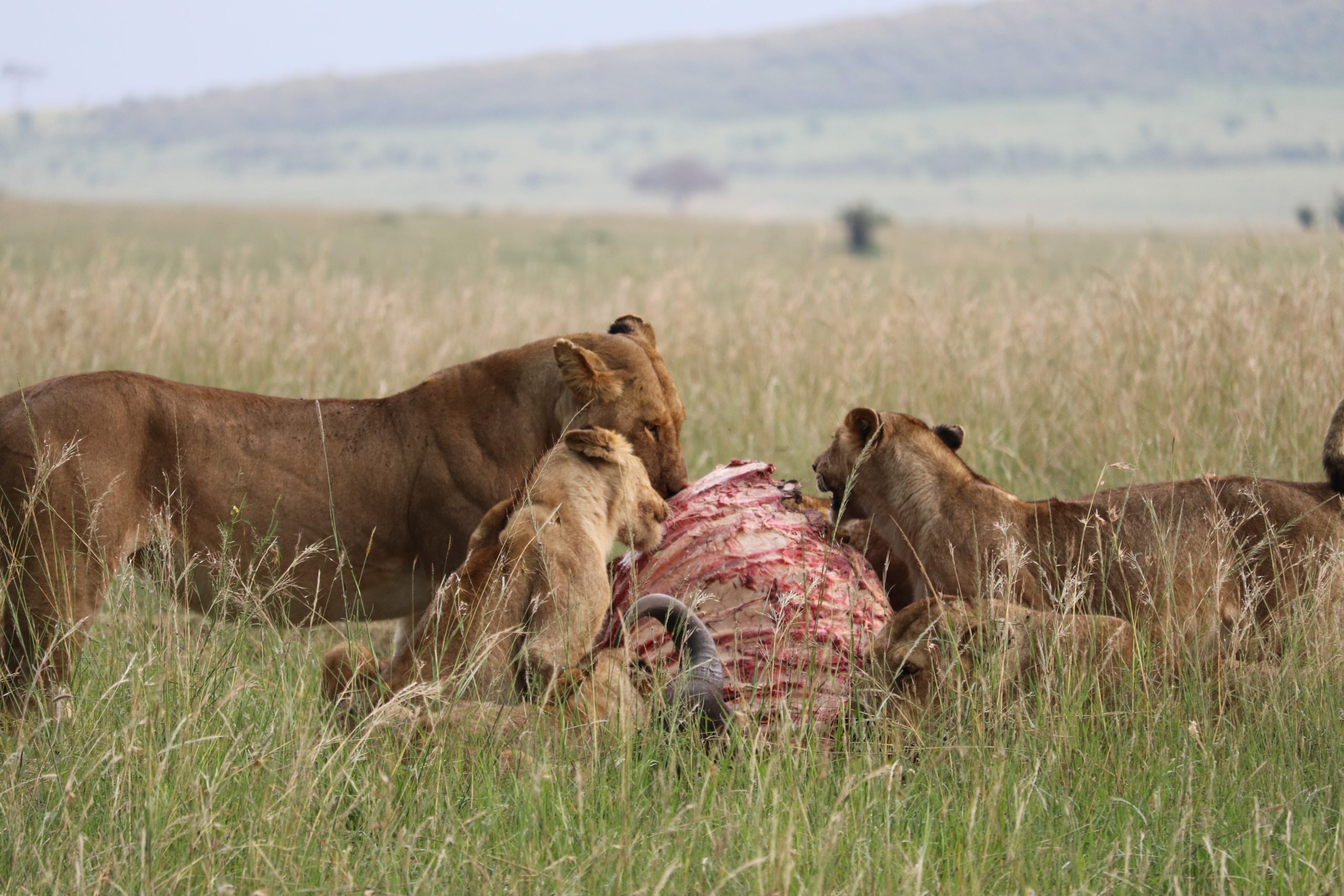 Leyu_Tours_migration_safari_lion_eating_with_cubs
