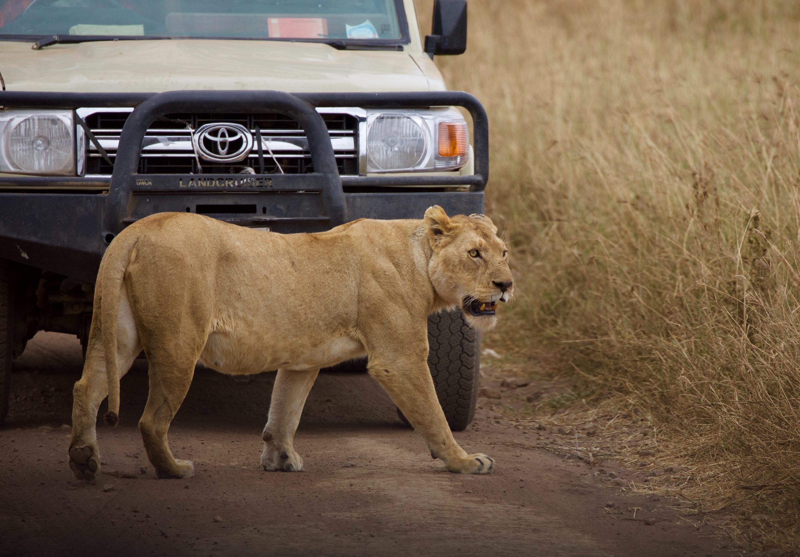 Leyu_Tours_migration_safari_lion_passing_the_car