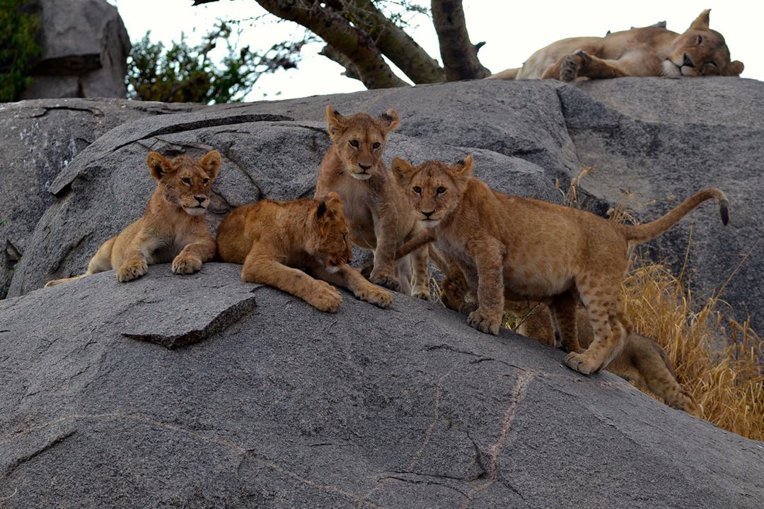 lion-cubs-on-kopje-soit-lemontonye-serengeti-allan-earnshaw-mr