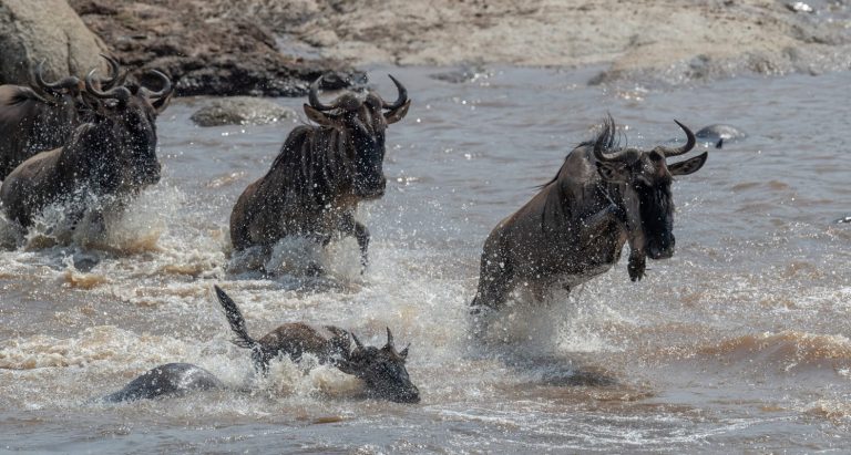 http://leyutours.com/wp-content/uploads/2023/04/the-great-migration-asilia-8-wildebeest-crossing-the-river-2-768x411.jpg