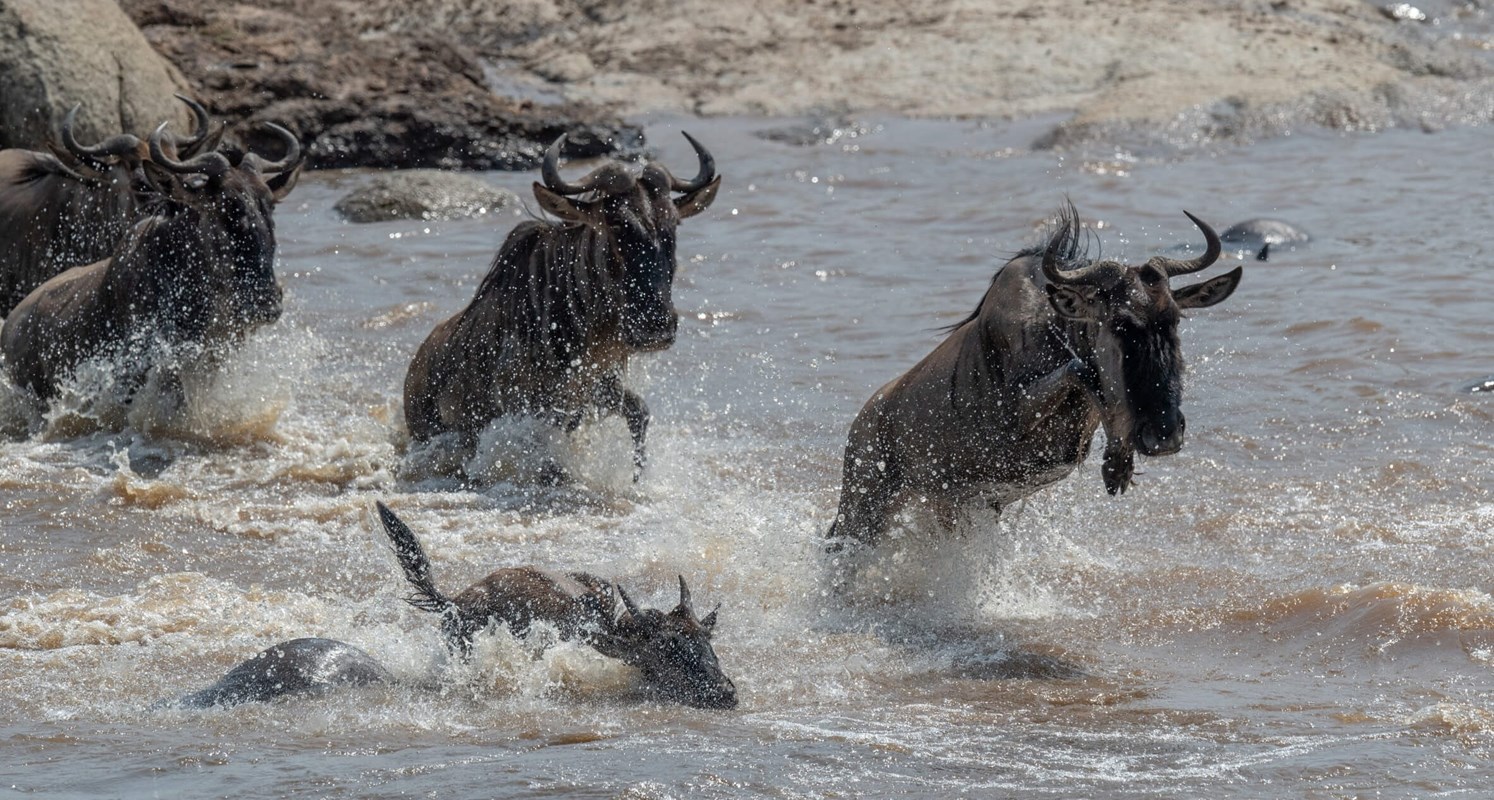 the-great-migration-asilia-8-wildebeest-crossing-the-river-2