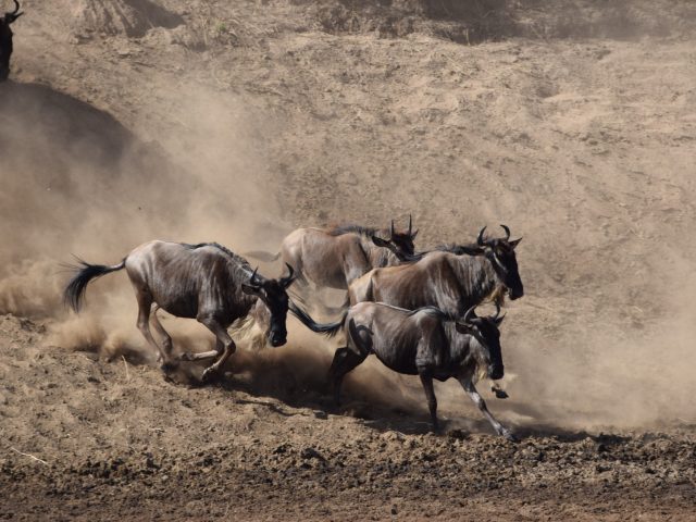 Capture the Thrill of Tanzania’s Wildebeest Migration
