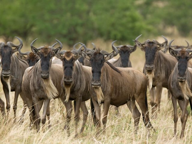 9-Day Tanzania Great Migration Photographic Safari: Serengeti & Ngorongoro