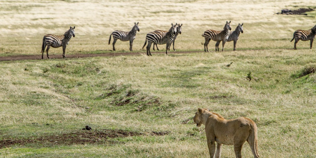 Tanzania Safari: Discover the Ultimate Experience with Leyu Tours