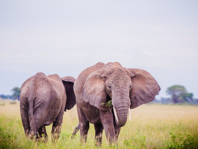 Experience Tanzania’s Big Five on Our 7-Day Camping Safari