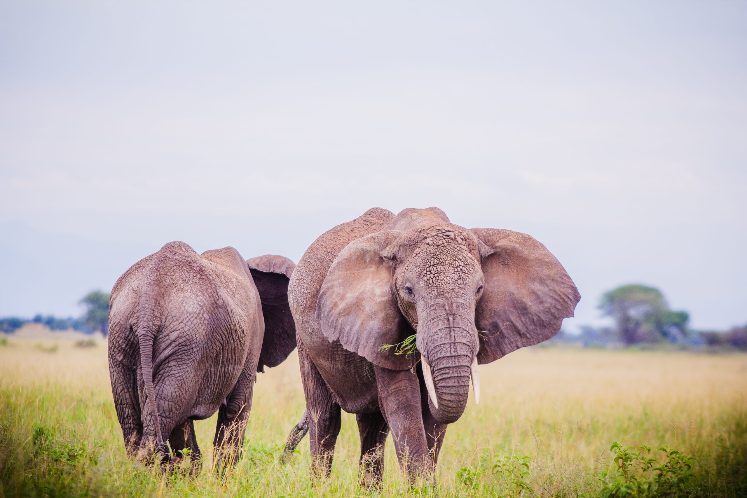 7 Days Tanzania Big Five Photographic Safari