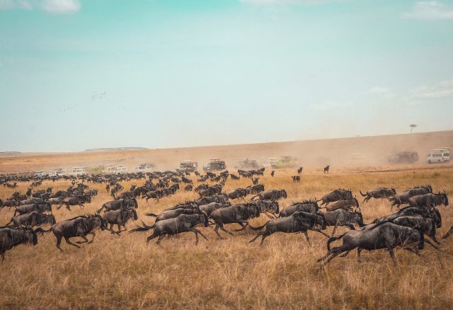 Great Migration Safari in Serengeti National Park