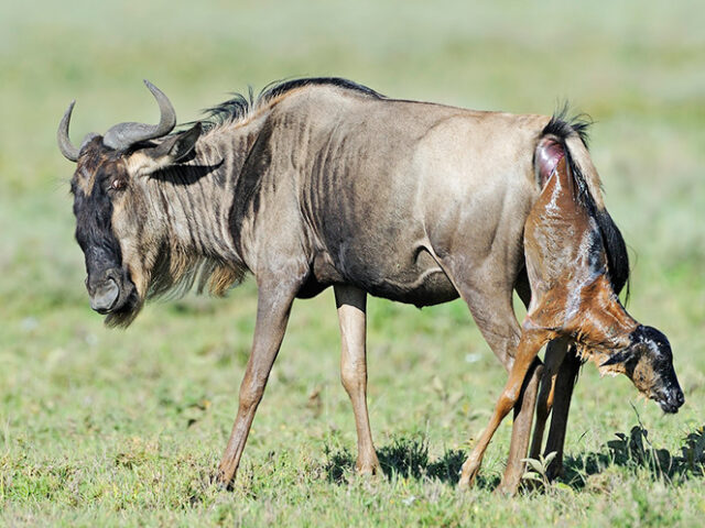 Serengeti Calving Photography Safari | 10-Day Tanzania Photo Tour