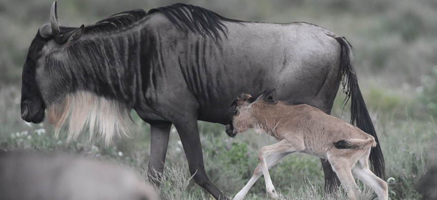 A newborn wildebeest calf standing next to its mother on the plains during a Serengeti calving photography safari.